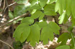 Blue cohosh